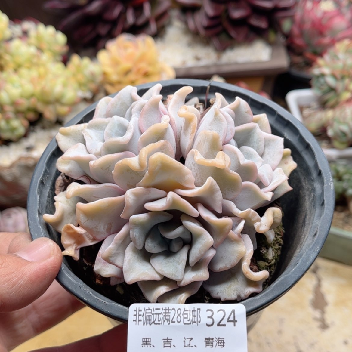 【闪购商品】324芭蕾舞者