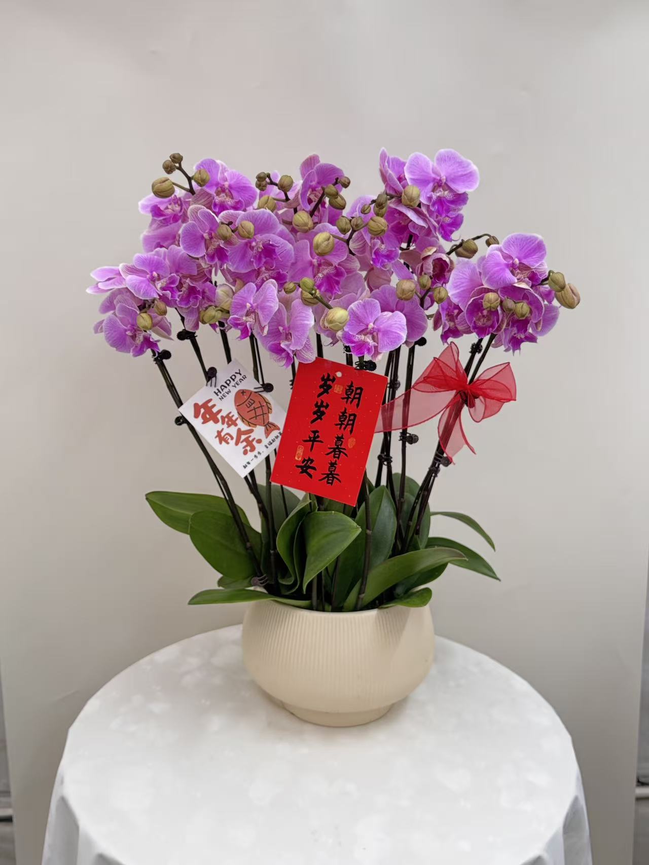 蝴蝶兰【美人鱼8】鲜花盆栽室内观赏花花佛山基地直发好养易活