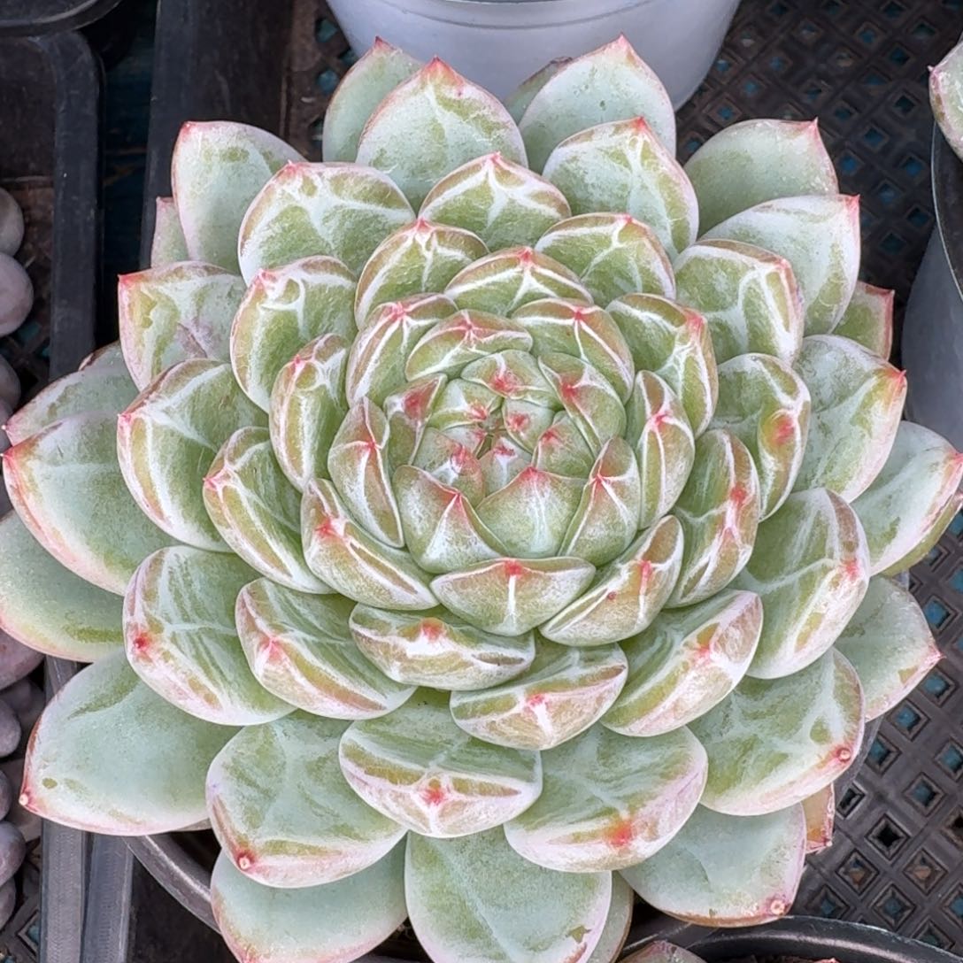 从前慢多肉编号-雪花珍妮