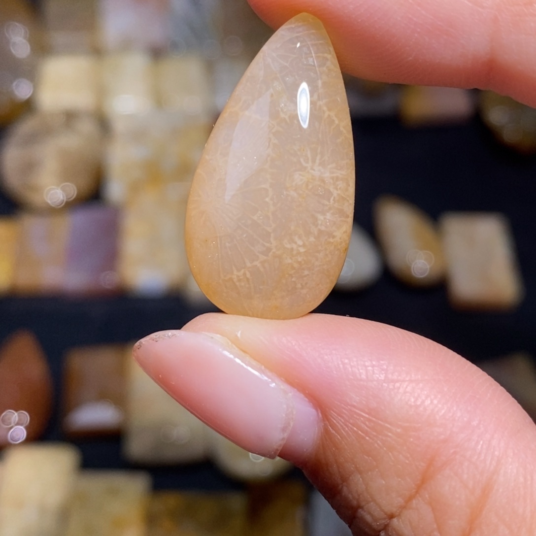 【闪购商品】硅化玉珊瑚玉未镶嵌