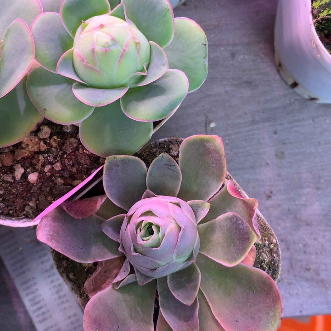 禧*一物一拍厚叶黄金，冰雪后裔021