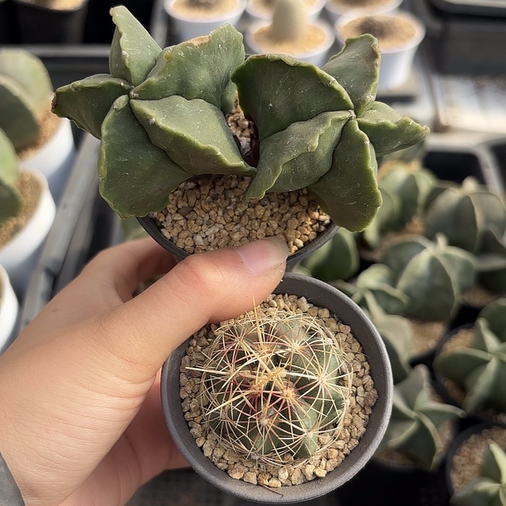 双头鸾凤玉➕大统领新年组合