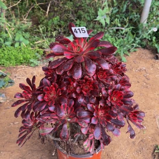 香奈儿5号棚415多肉植物