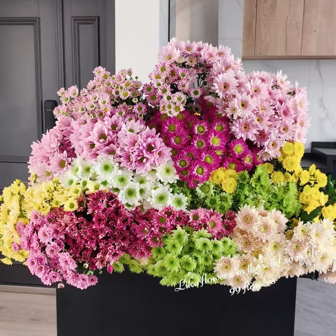 【混色小雏菊1扎】任意2单鲜花升级顺丰/德邦