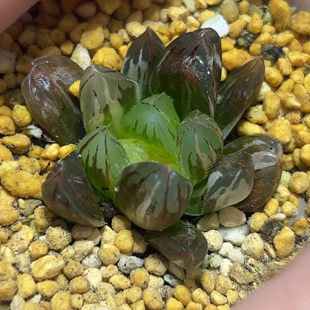 水晶灯锦十二卷多肉