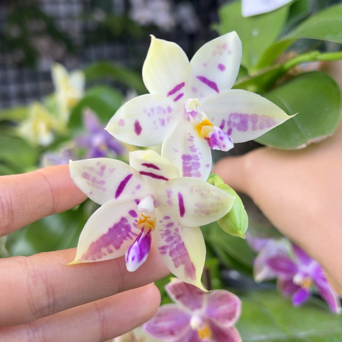 完全开放24号开花株