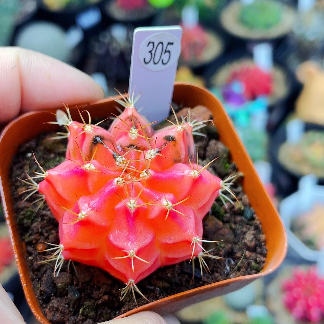 非偏远地区25包邮仙人球