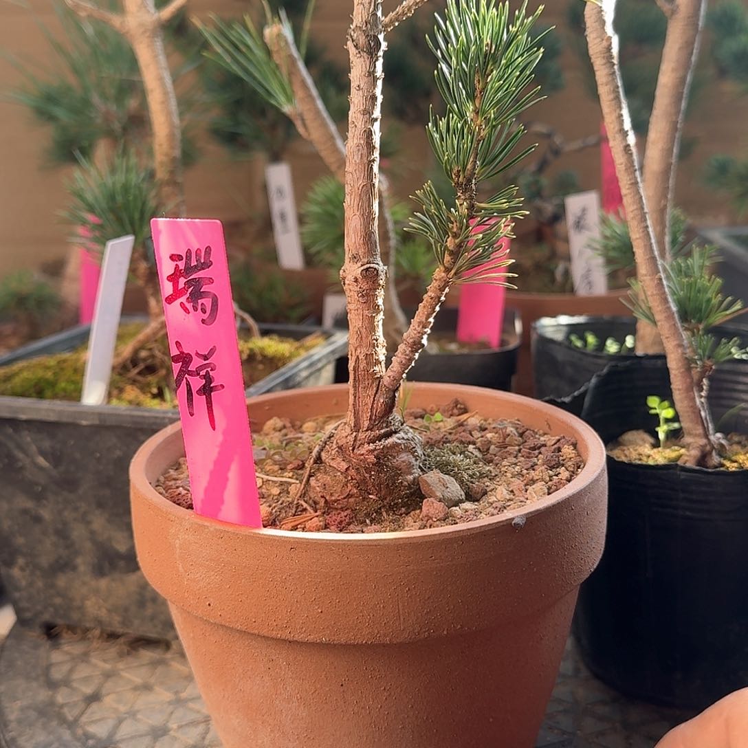 不开花植物瑞祥五针松