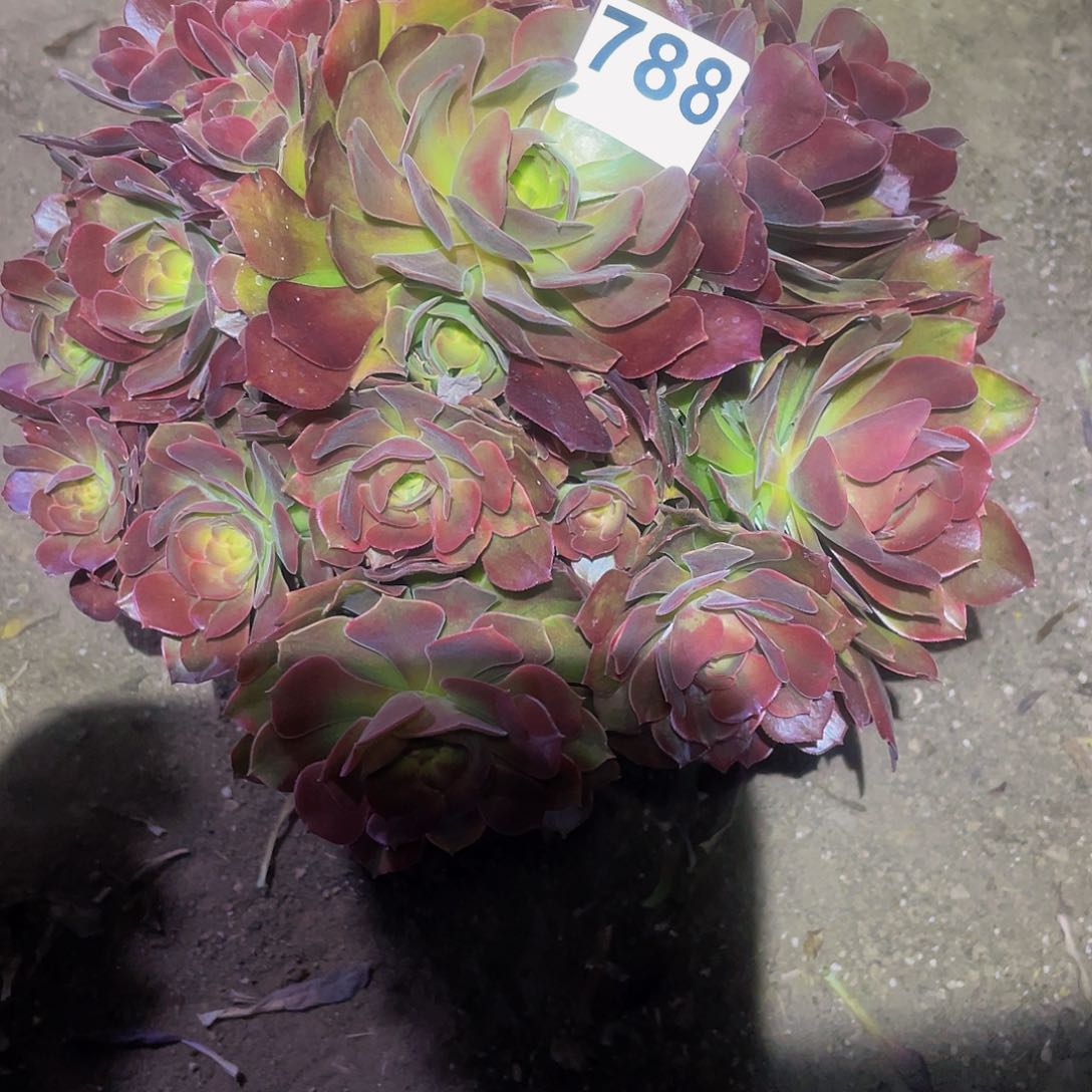 多肉法师788号雅典娜发货不包损