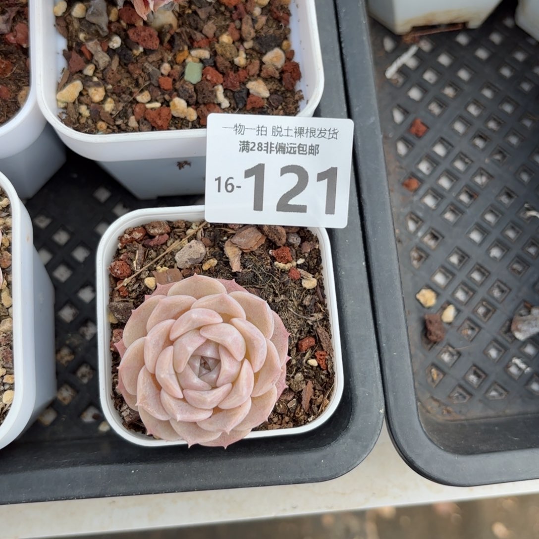 纯爱单头多肉多肉多肉