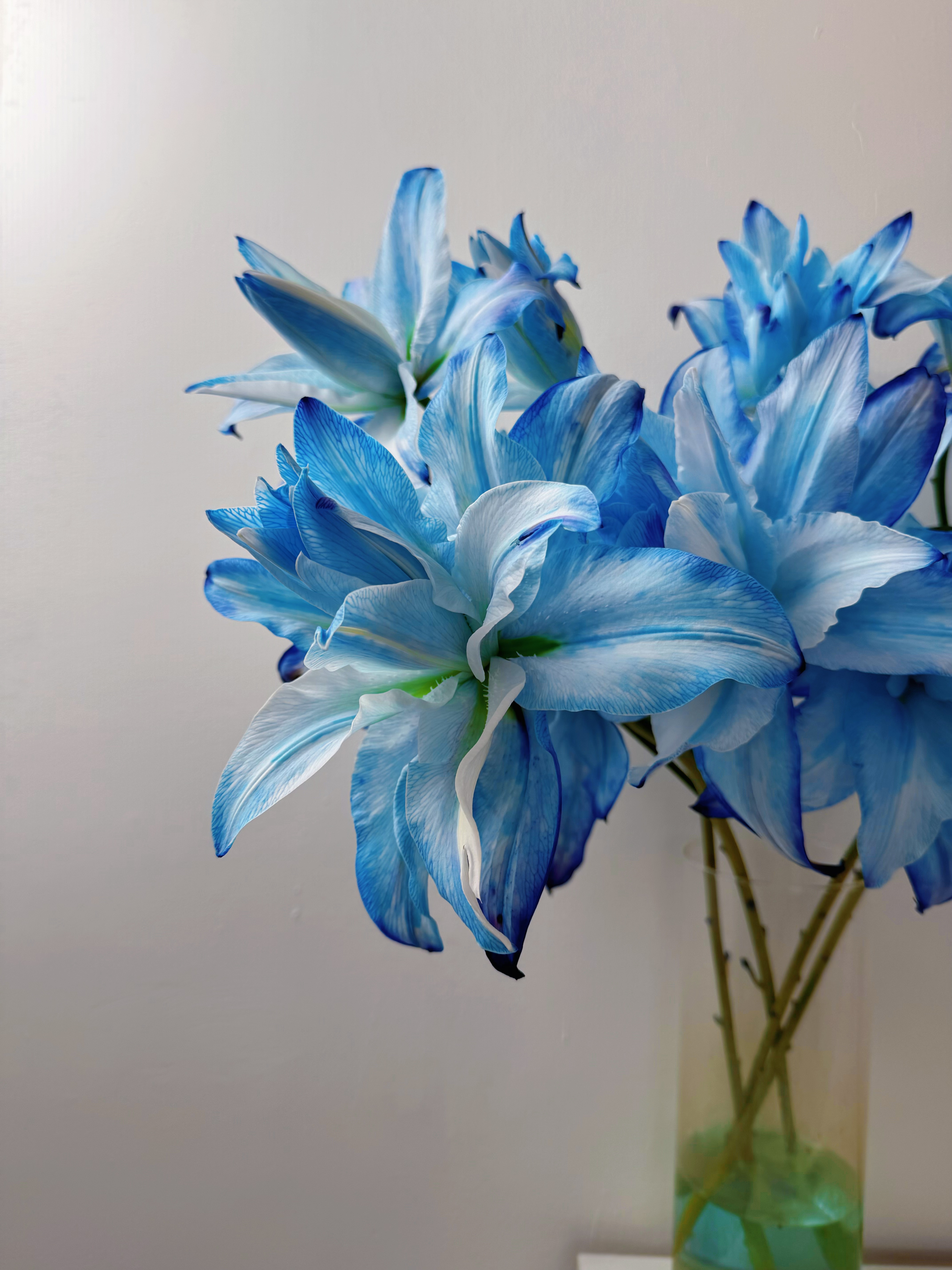 A级 秘境（治愈） 重瓣香水百合（吸色花）