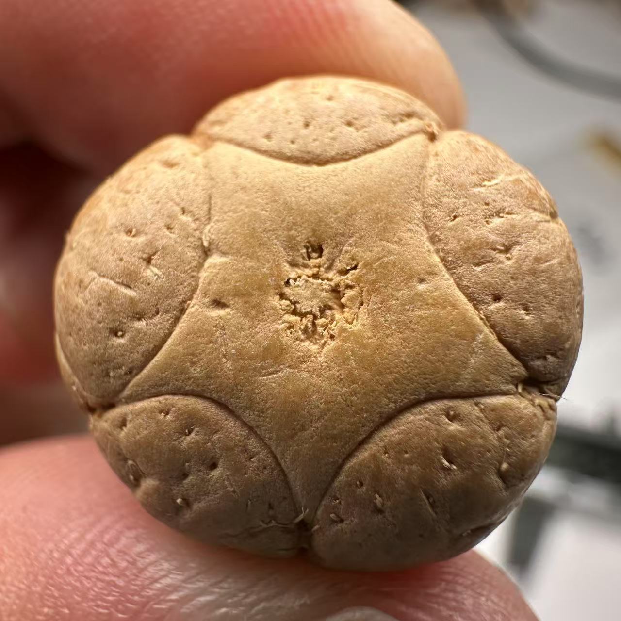 尼泊尔五星菩提，尺寸19，sss系列，货号67
