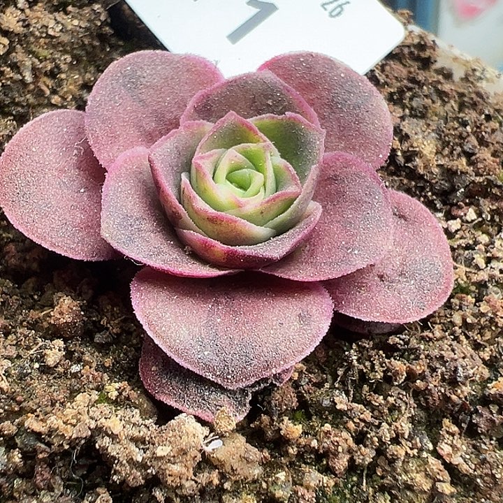 苗苗土豪帕没杂交11