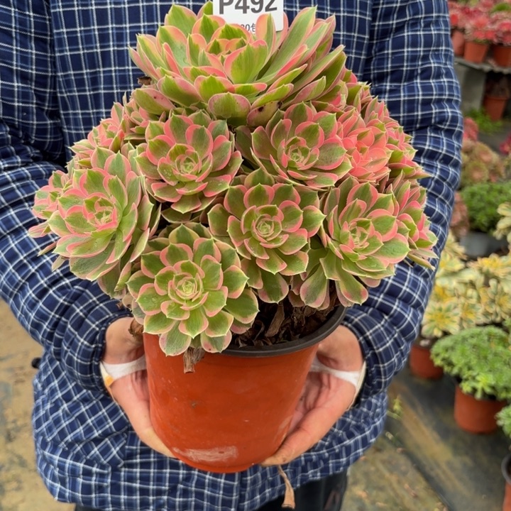 瑞妈，，，。。。492初恋