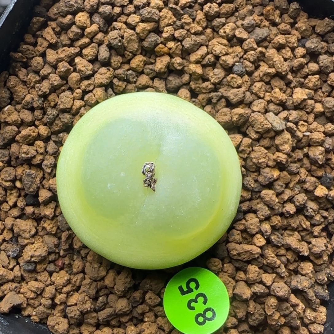 圆拉登2.7+多肉植物835
