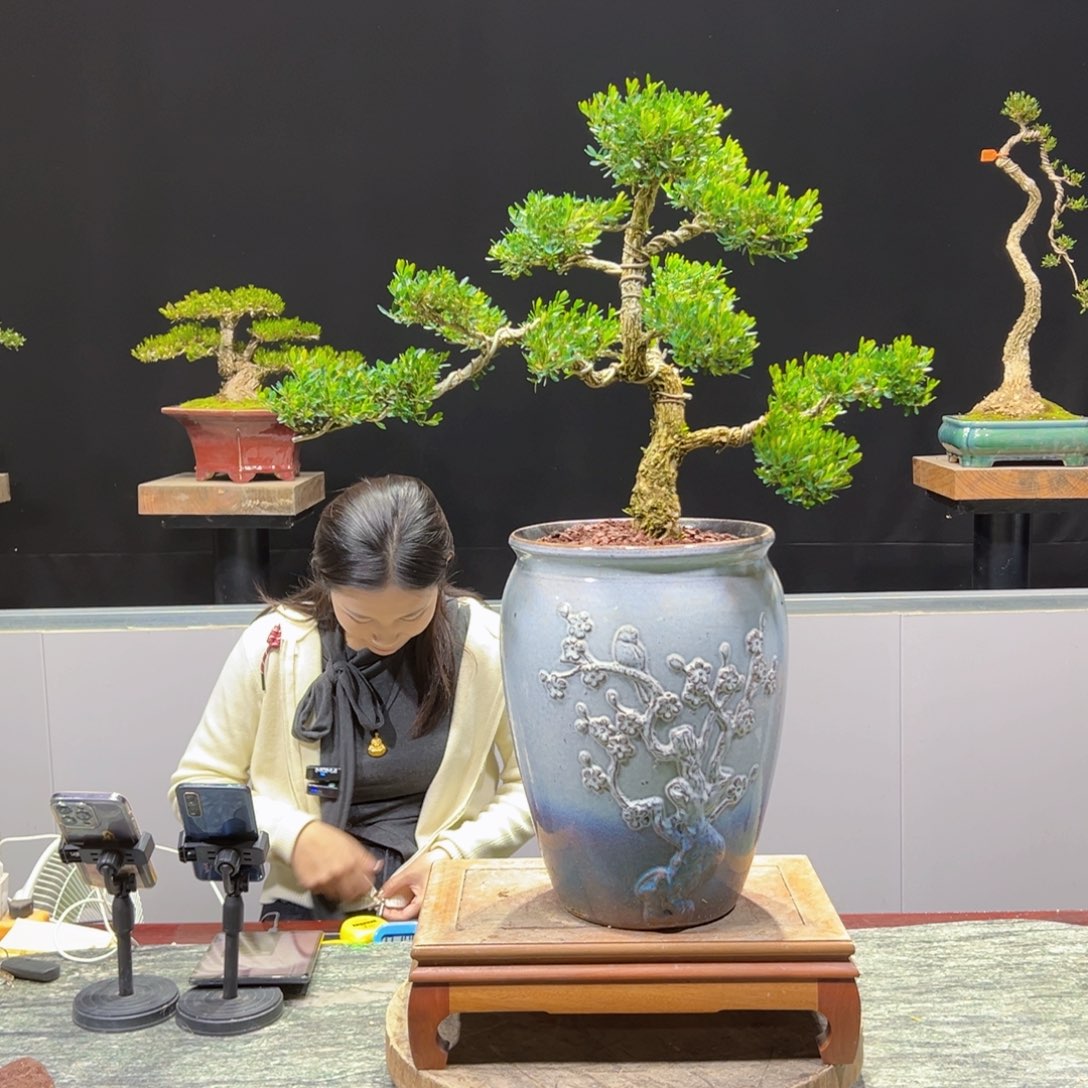 绿植黄杨盆景盆景