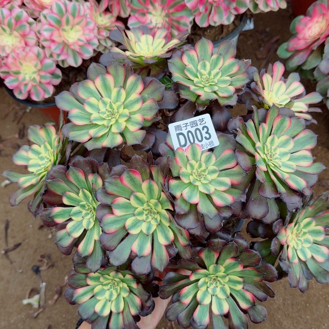 美亚法师003号多肉植物
