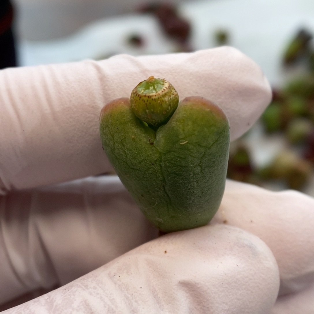 多肉植物肉锥杂交K-37