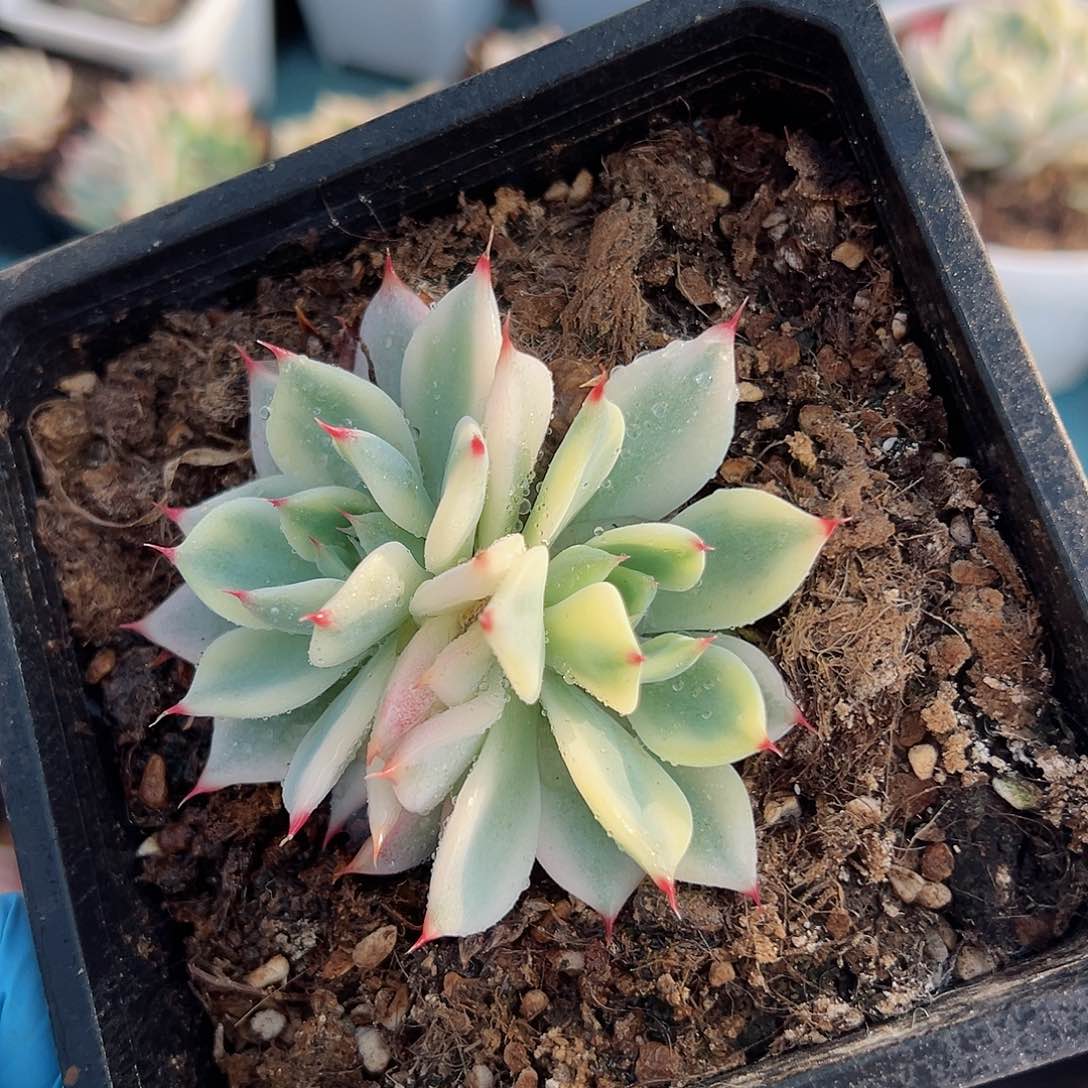 吉娃娃锦底座，带两覆轮锦头