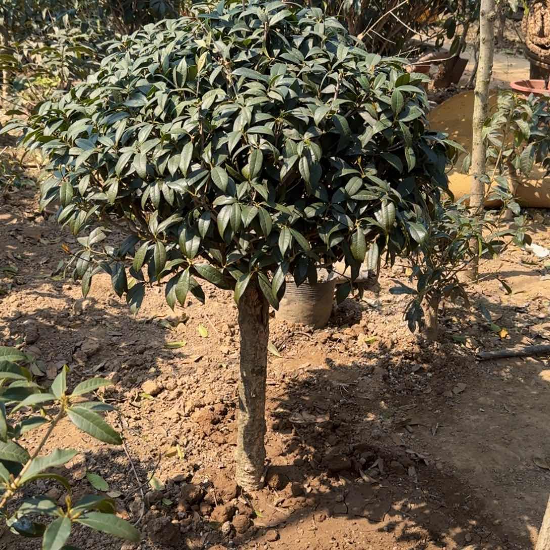 M*C桂花。八月桂系列