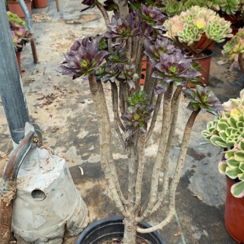 黑豆断枝16多肉一物一拍