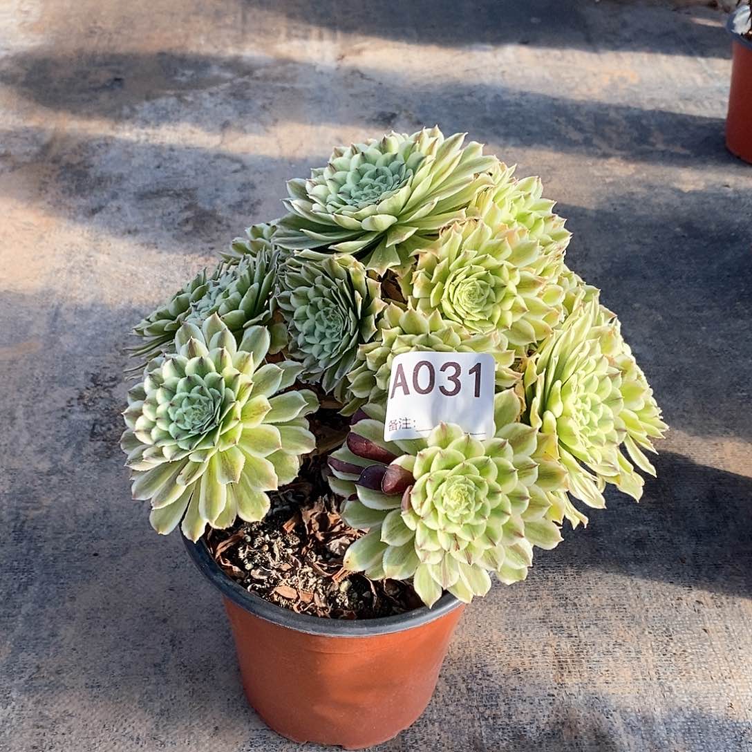 碧浪031多肉法师