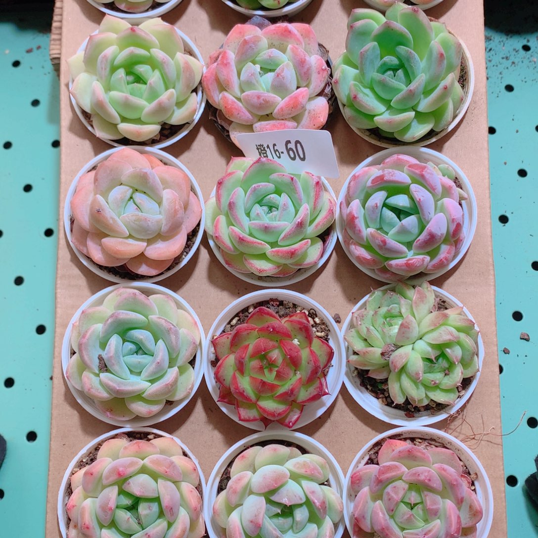 16-60一物一拍带盆18颗