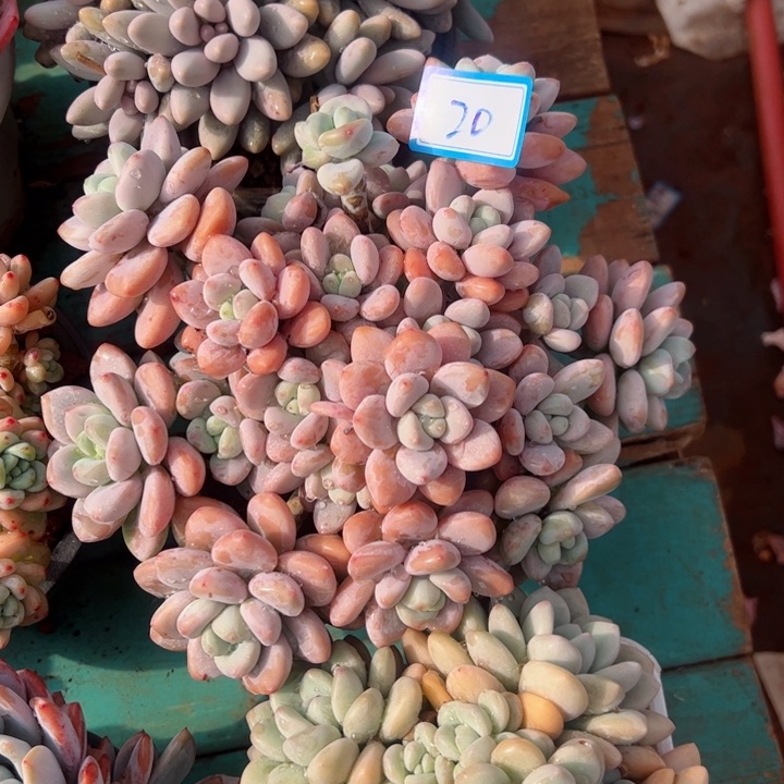 20洛神平平安安健健康康