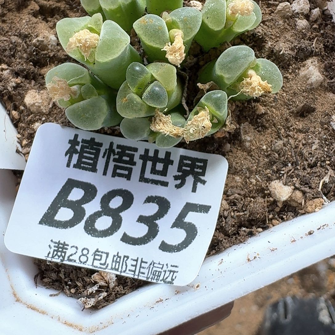 多肉植物的人生fghh