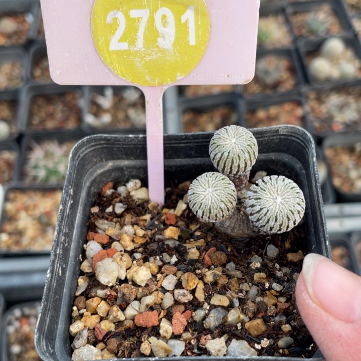 啊***嘞实生精巧殿279100000