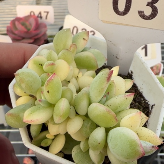 36达摩锦一物一拍多肉