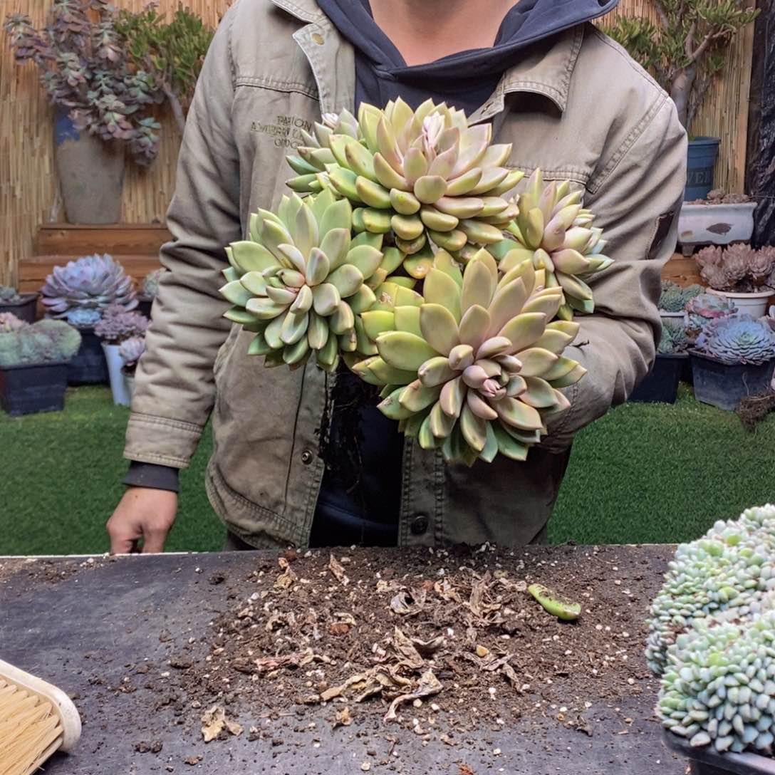 舍*F161号象牙多肉