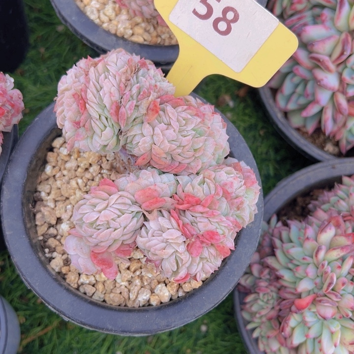 健健康康平平安安