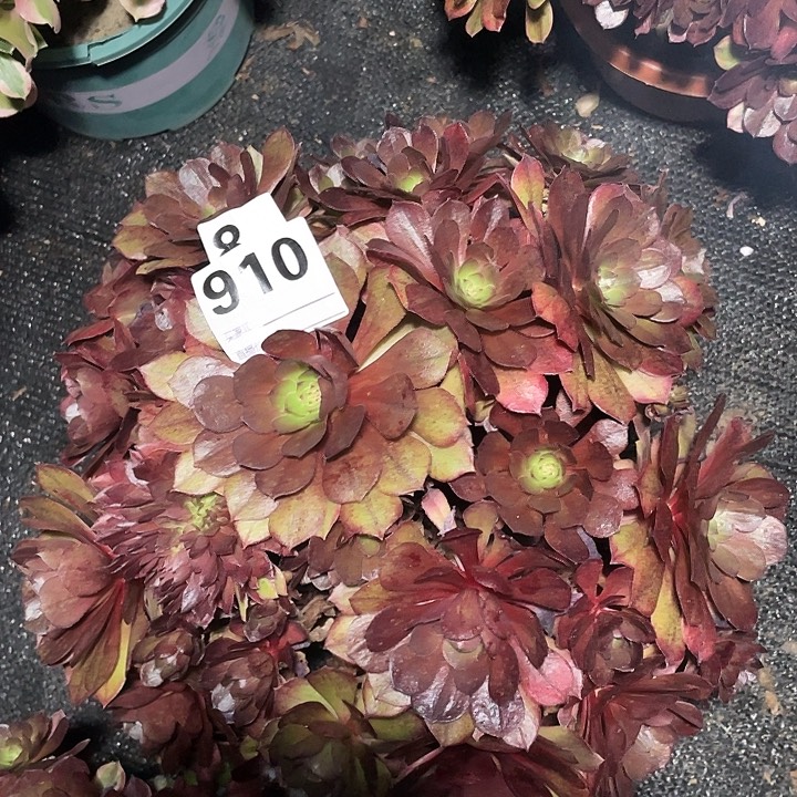 910万七彩法师3-8花