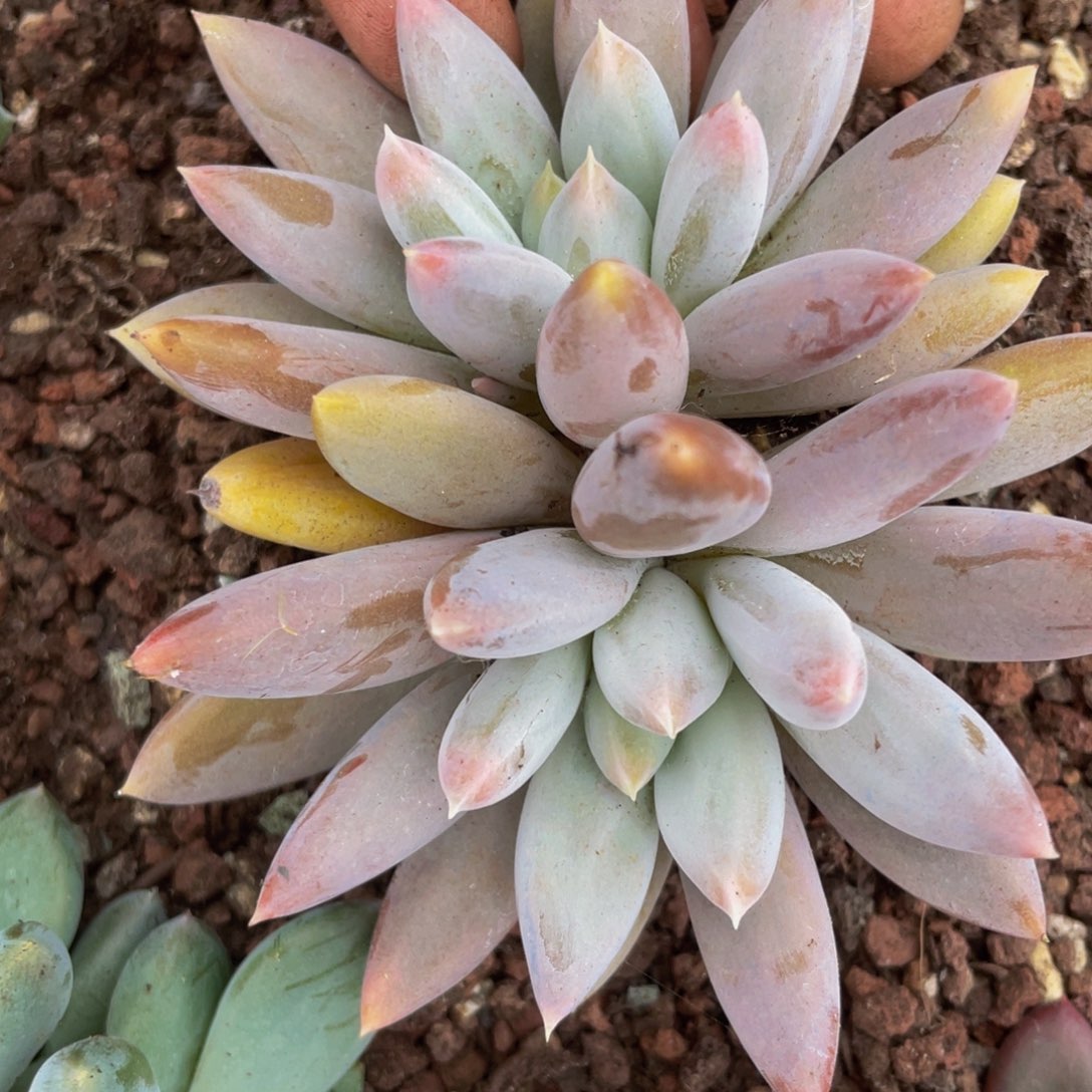 无花朵双头哥特8888