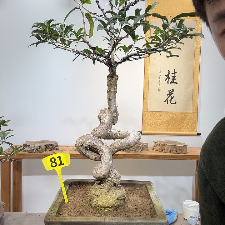 完全开放12345678