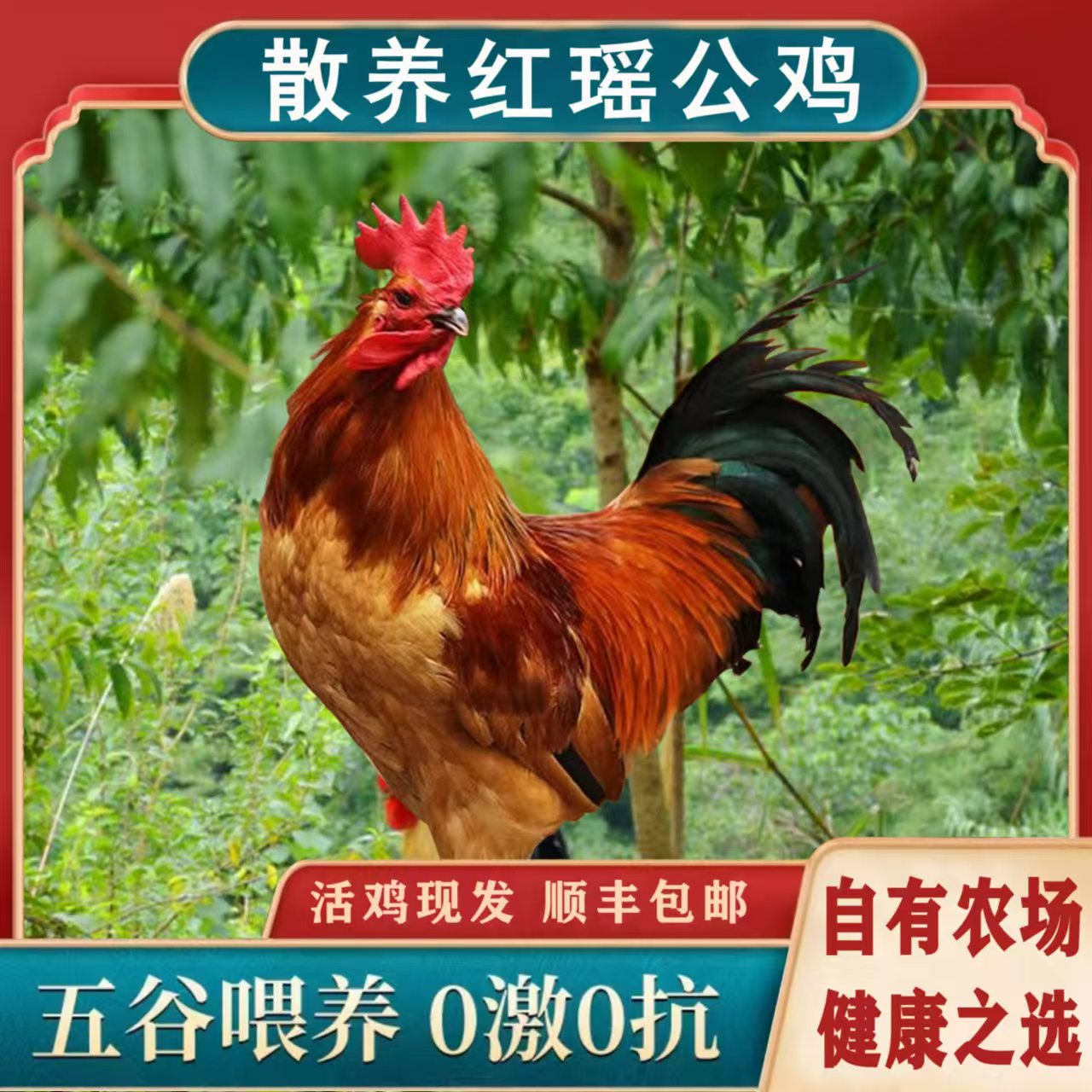 野坡地生态农场散养跑山鸡红瑶大公鸡