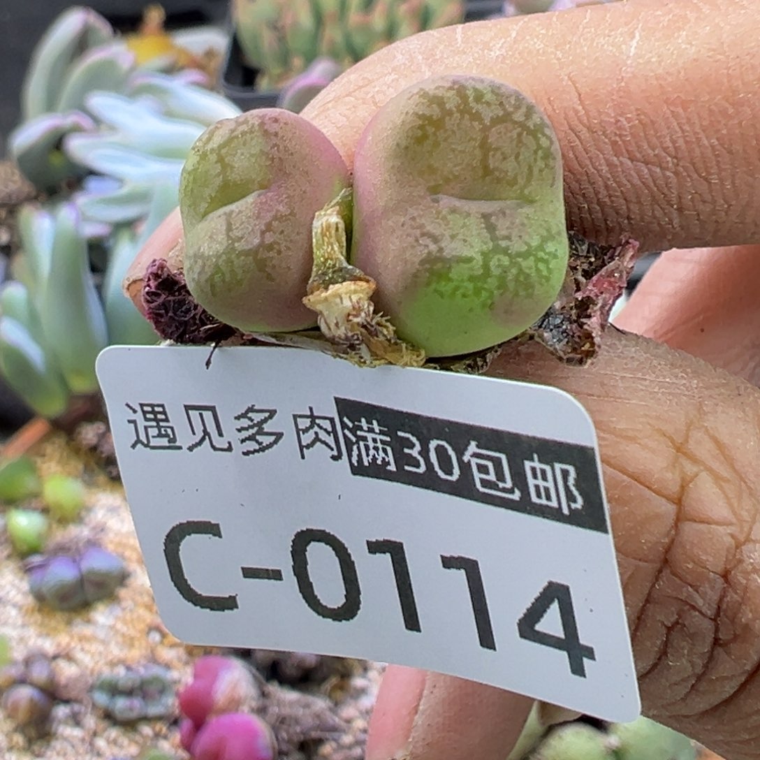 多肉植物1111111111111111