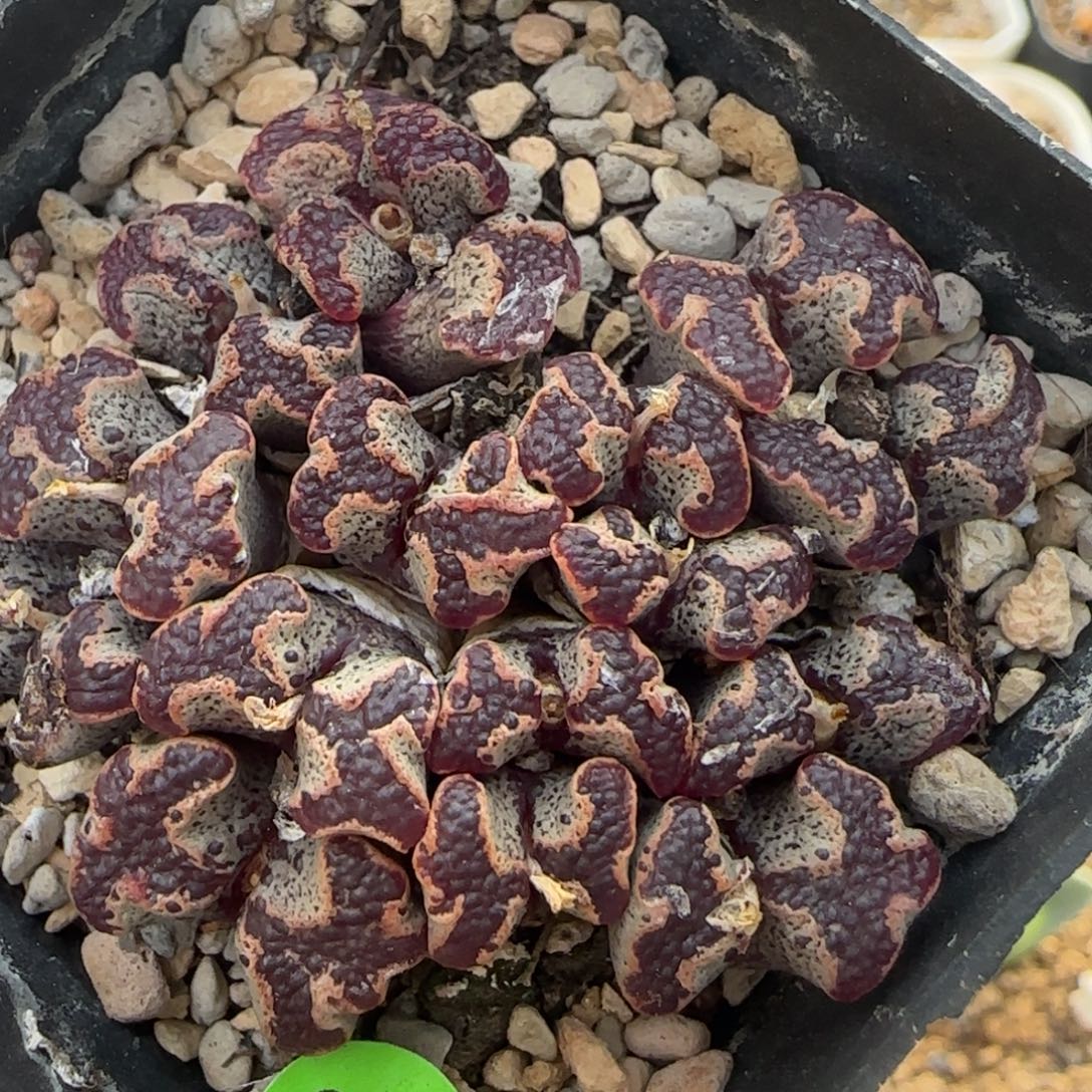 漂漂亮亮多肉植物695