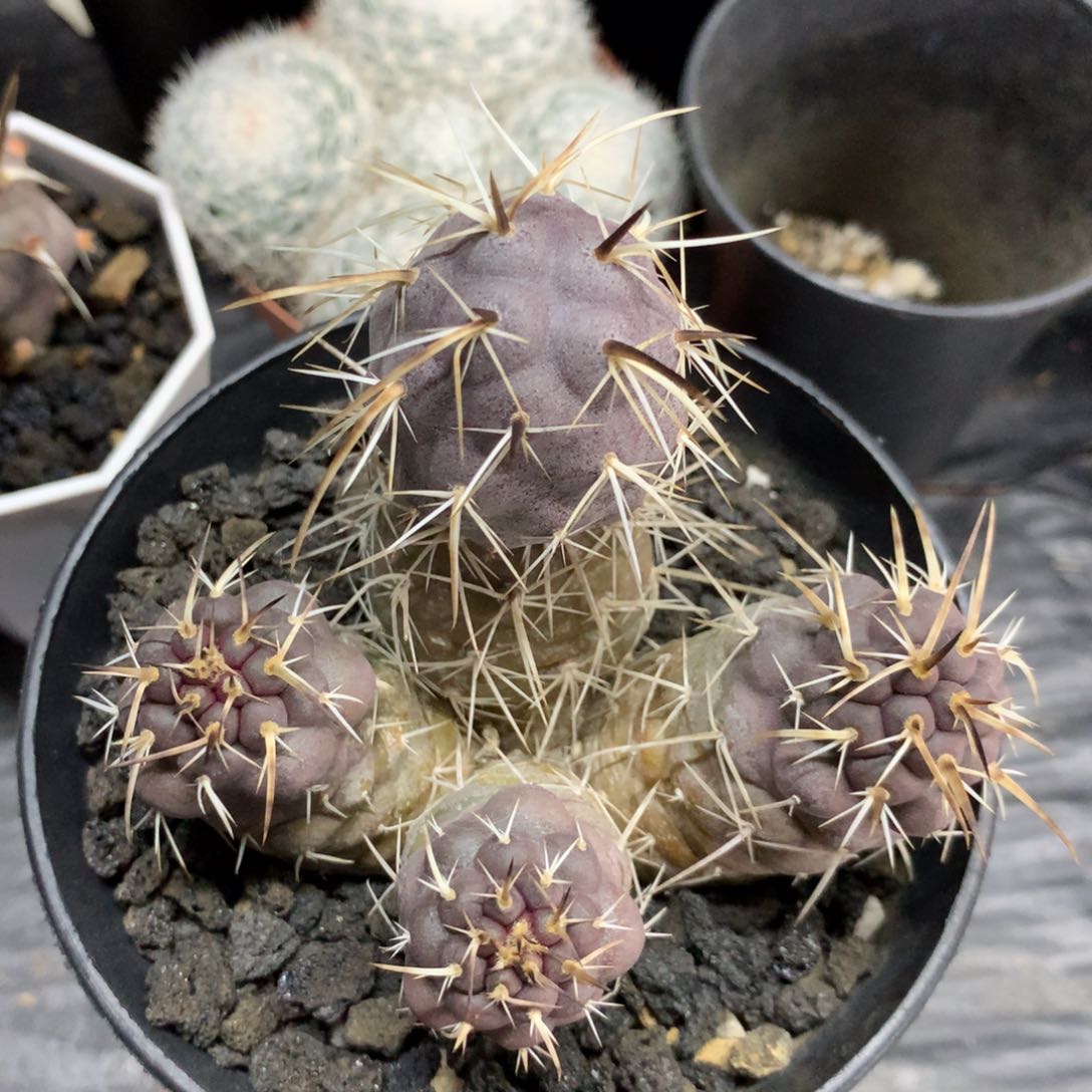 开播福利实生仙人球