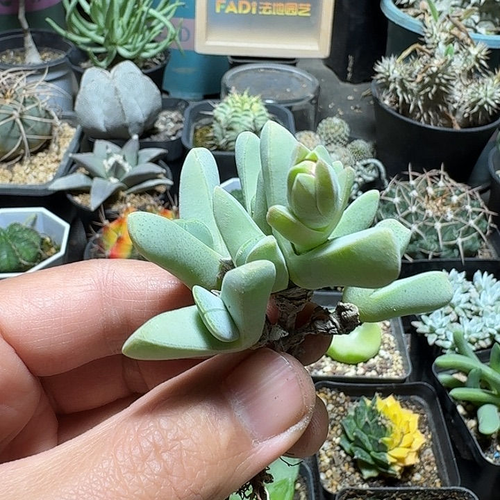 361紫花虾钳脱土发货