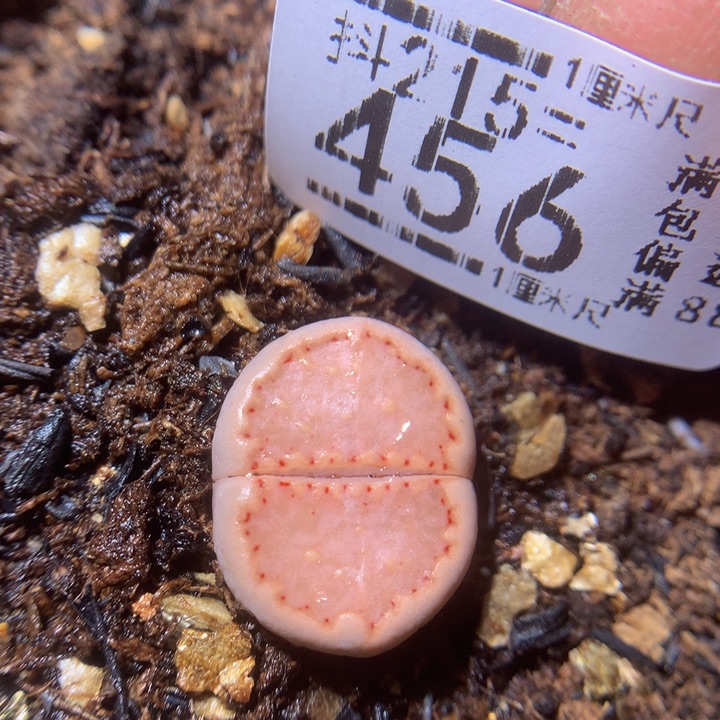 精品生石花215.456