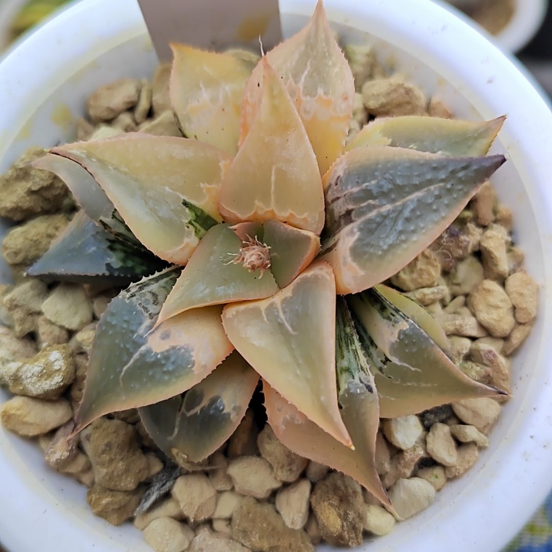 205号糊斑趋势酒吞 新叶完美糊 7厘米左右一物一拍带盆满3