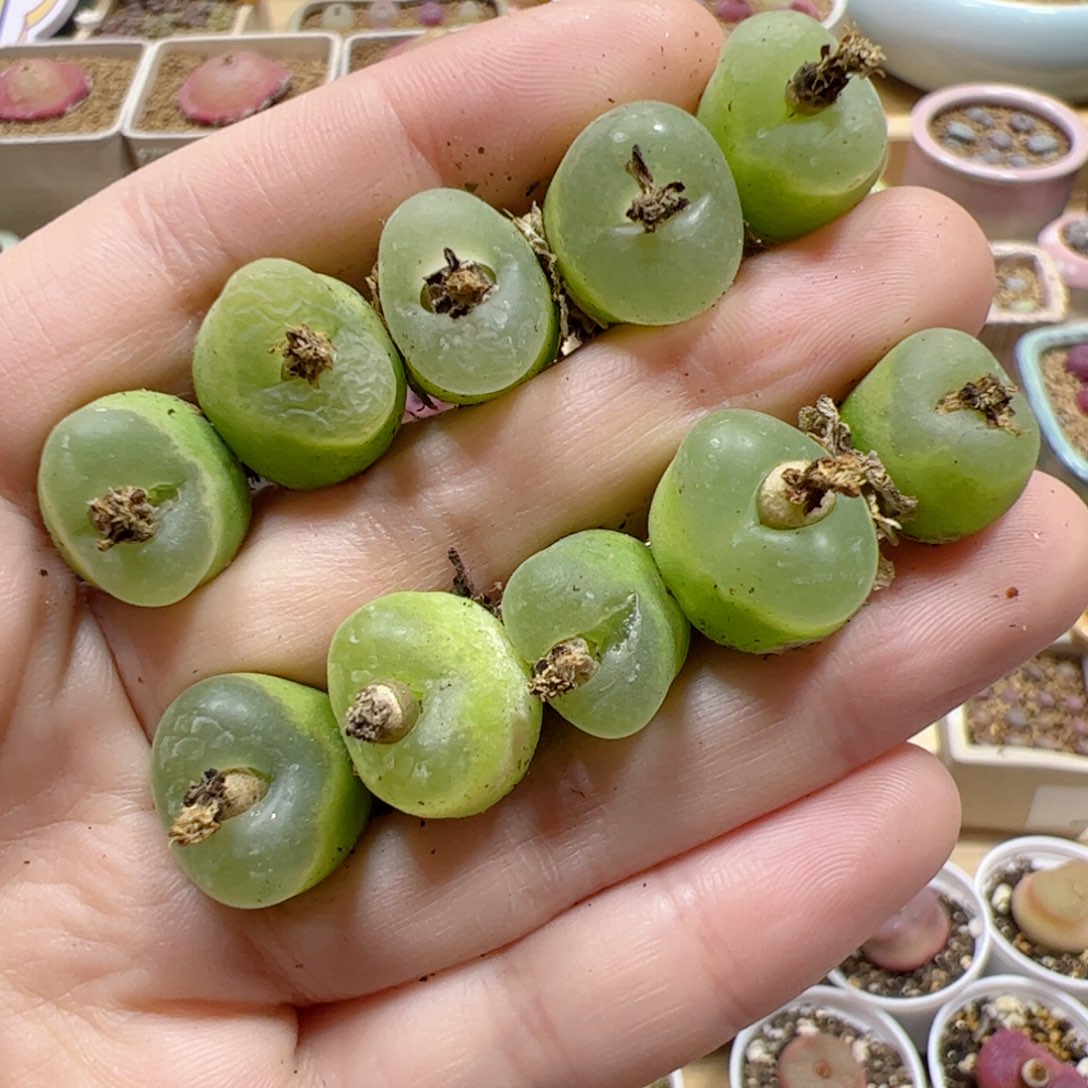 【闪购商品】54 o泡