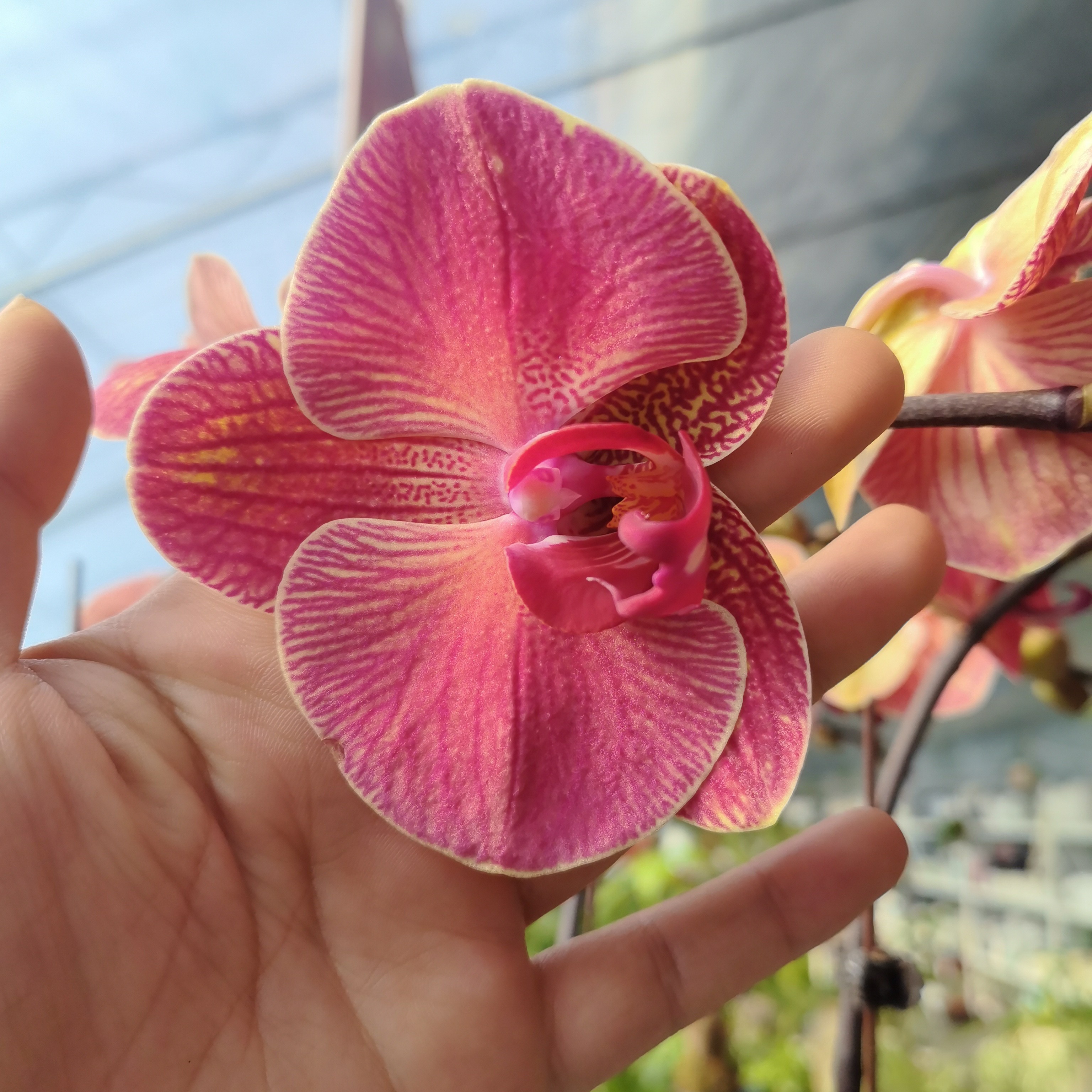 橘子汽水蝴蝶兰组盆