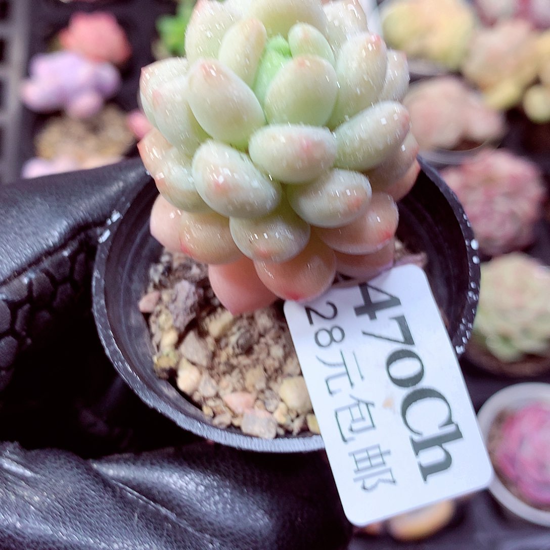 5厘米盆精控多肉470