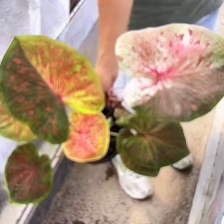 139-0215彩叶芋泰国发货多肉