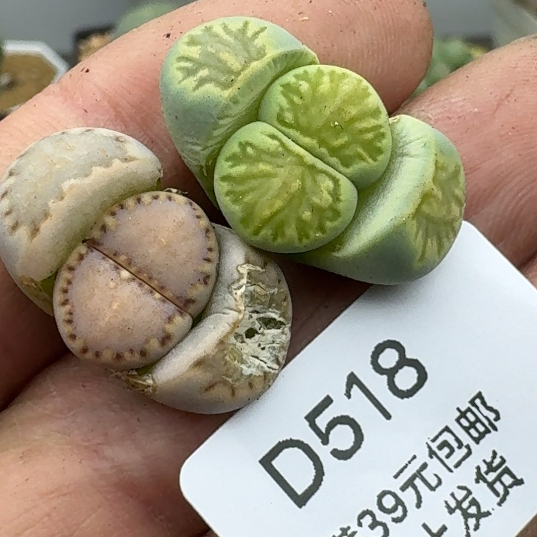 518多肉哈哈哈哈哈哈哈