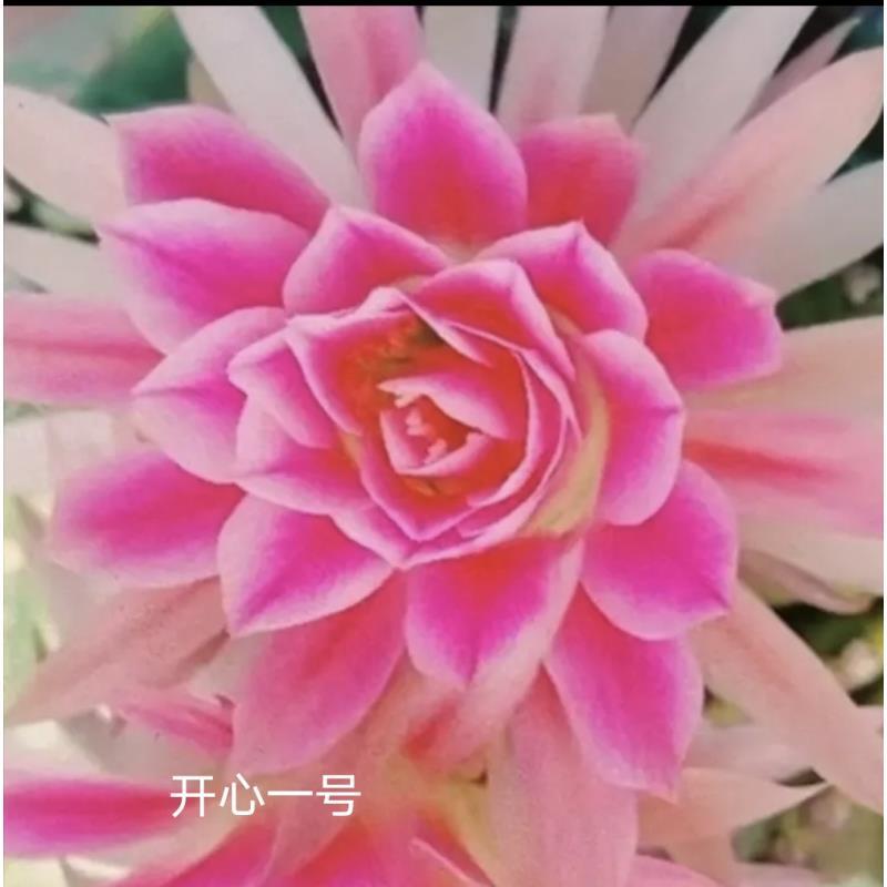 自根开心一号丽花尺寸以直播间为准环境不同开花不同介意勿拍