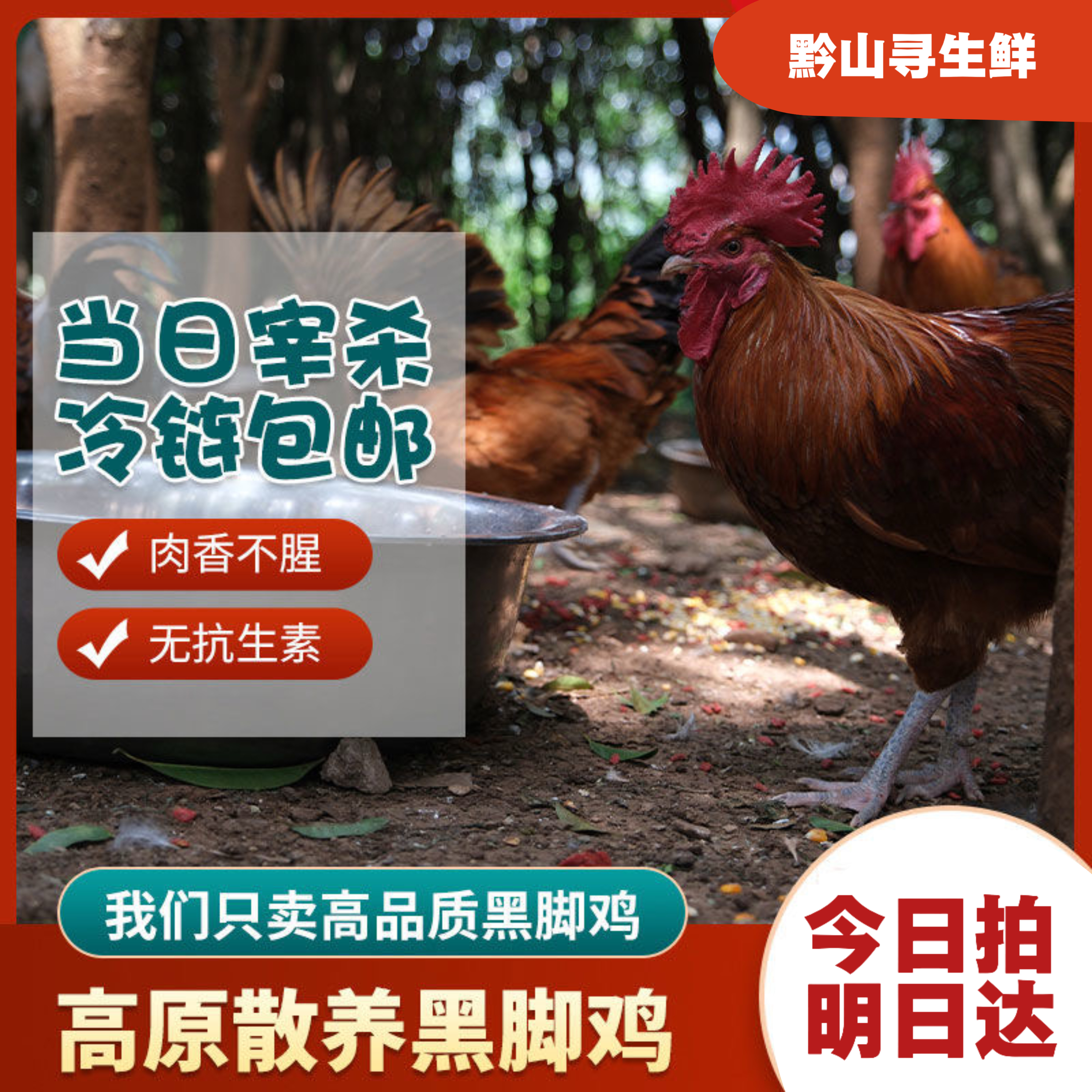 【顺丰包邮】生态养殖农家散养跑山鸡农村农家养殖土鸡林间走地鸡（次日达）大公鸡